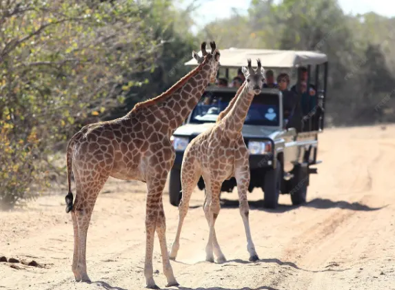 Safari Tours
